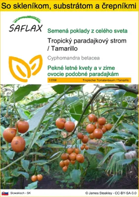 Obrázok produktu pre SAFLAX Kultivačný set - Tropický paradajkový strom / Tamarillo - Cyphomandra betacea - 50 Semená - S mini skleníkom, pestovateľským substrátom a 2 črepníkmi