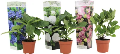 Produktbild von Hortenzia - 3 ks. - Hydrangea macrophylla - Výška 25-40cm - ⌀9cm