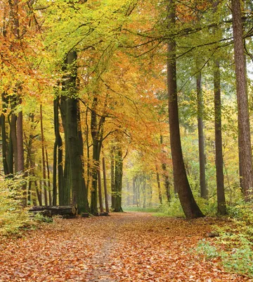 Obrázek produktu pro Dimex fototapeta MS-3-0099 Podzimní les 225 x 250 cm