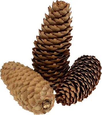 Produktbild von Fichtenzapfen Natur 5kg – Deko-Tannenzapfen Weihnachten Basteln Adventskranz