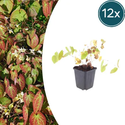 Produktbild von Epimedium y. 'Niveum' | 12 Stück - 10-25cm - Ø9cm - Gartenpflanze