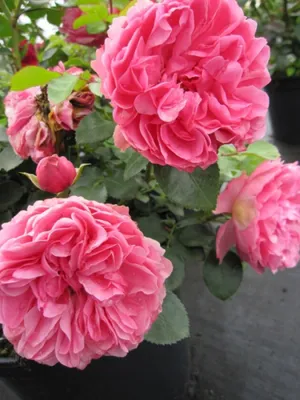 Produktbild von Beetrose Leonardo da Vinci ® - Rosa Leonardo da Vinci ® - Romantikrose - Meilland-Rose