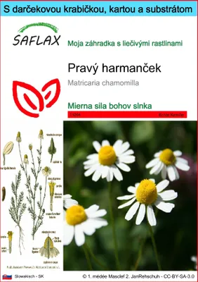 Obrázok produktu pre SAFLAX Darčeková sada - Pravý harmanček - Matricaria chamomilla - 300 Semená - S darčekovou krabičkou, prepravným štítkom, darčekovou kartou a pestovateľským médiom