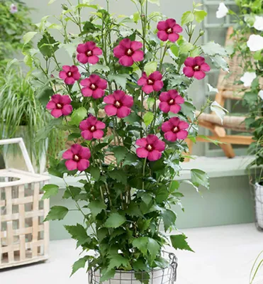 Produktbild von Straucheibisch ´FLOWER TOWER RUBY´ 30-40 cm, Cont. 2,5 l