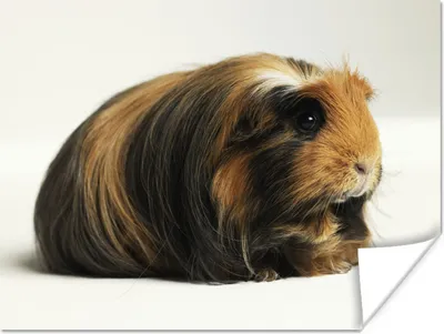 Produktbild von MuchoWow® Poster Schwarz-weißes Meerschweinchen 120x90 cm - Wandbild