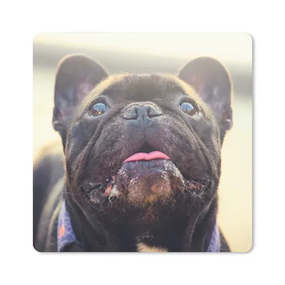 Produktbild von MuchoWow® Mauspad Mousepad Französische Bulldogge - Schwarz - Sonne 20x20 cm - Mousepads - Maus Mat - Pad - Mausunterlage - Desk Mat - Bureauartikeln