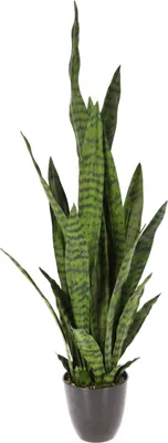 Image de Sansevieria artificielle, 92 cm