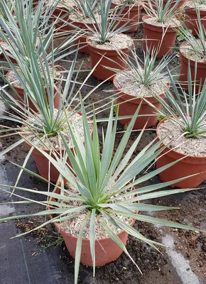 Image de Yucca rostrata