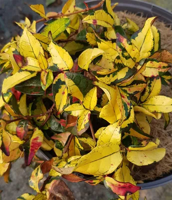 Image de Trachelospermum asiaticum SUMMER SUNSET 'Torafu' / Jasmin étoilé