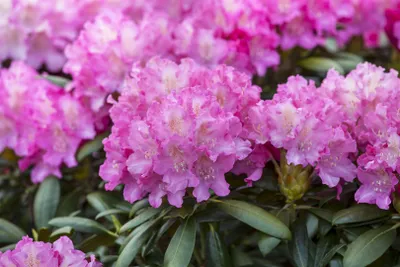 Produktbild von Rhododendron Hybr. 'Anastasia', Rhododendron, rosa Blüten, 40–50 cm
