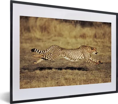 Produktbild von MuchoWow® MuchoWow® Gerahmtes Poster Vorderansicht eines weiblichen Geparden 40x30 cm - Poster mit zchwarzem Bilderrahmen - Bilderrahmen - Poster im Rahmen