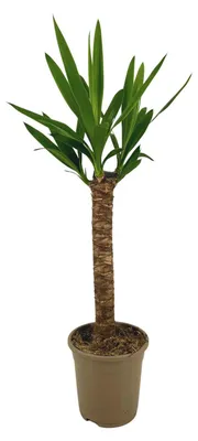 Produktbild von Yucca Elephantipes Ø17cm - Höhe 60 - 80cm