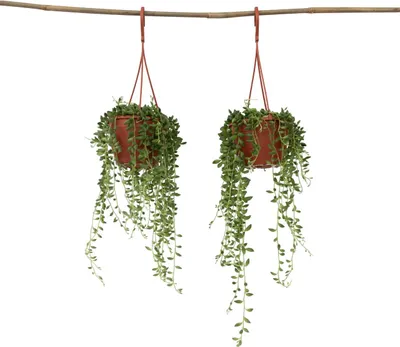 Produktbild von Erbsenpflanze - 2 Stk - Senecio rowleyanus - Höhe 10-20cm - ⌀12cm