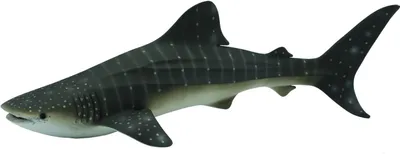 Obrázek produktu pro Collecta Mořští živočichové (XL): WALVISHAAI 23x11x6,5cm