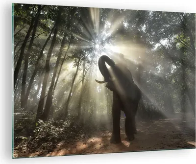 Produktbild von Bilder auf glas - Elefant Dschungel  - 70x50cm - Glasbilder - Wandbilder - Kunstdruck - zum Aufhängen bereit - Wanddekoration aus Glas - Glas Bilder - Wandbild auf Glas - Einteilig - GAA70x50-3835
