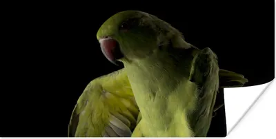 Produktbild von MuchoWow® Poster Papagei - Vogel - Zweig 40x20 cm