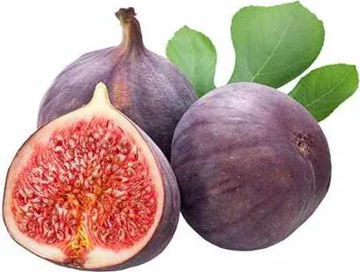 Produktbild von Fíkus 'Brown Turkey' - Ficus Carica, asi 30 cm, mrazuvzdorný, jedlé plody, ovocný strom, středně raná odrůda