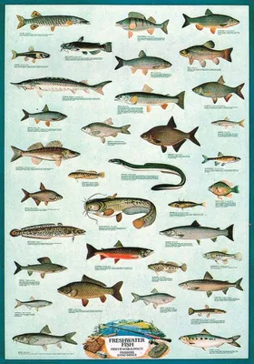 Immagine prodotto di Didattica - Educazione Pesci d'acqua dolce Pesci d'acqua dolce Poster 68x98 cm
