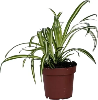 Image de Plante araignée - Chlorophytum comosum 'Atlantic' - Hauteur 25-40cm - ⌀12cm