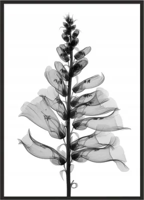 Image de Image Poster dans un cadre 53x73 cm Fleur P1032