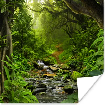 Produktbild von MuchoWow® Poster Natur - Wasser - Dschungel - Wald - Tropisch 100x100 cm - Babyzimmer