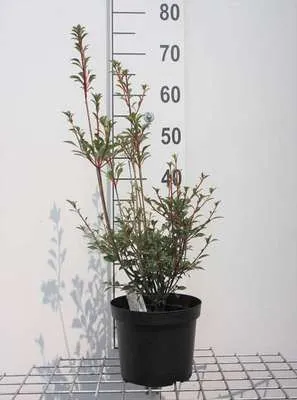 Produktbild von Enkianthus campanulatus - Prachtglocke 40- 50 cm Container