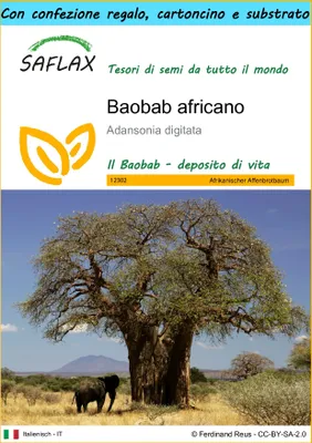 Immagine prodotto di SAFLAX Set regalo - Baobab africano - 6 semi - Adansonia