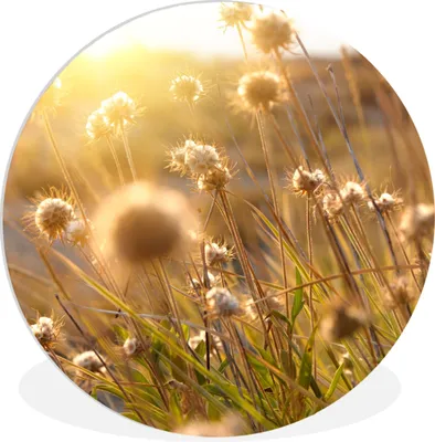 Produktbild von MuchoWow® Rundes Wandbild - Runde Bilder Pflanzen - Natur - Blumen - Sonne - Horizont Ø 30 cm Kreis Wanddekoration Kunststoff - Wandkreis - Wandschmuck - Schlafzimmer - Bilder - Der Kreis - Kunst für die Wohnung - Plastik - Kunstdruck - Wandbild