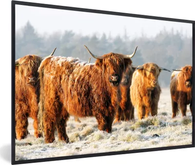 Produktbild von MuchoWow® MuchoWow® Gerahmtes Poster Schottische Hochlandrind - Schnee - Wald 60x40 cm - Poster mit zchwarzem Bilderrahmen - Printing - Wanddeko Schlafzimmer