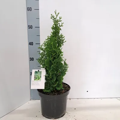 Image de Thuja occ. « Brobeck's Tower »   - Arbre de vie occidental | 40-50 cm en pot