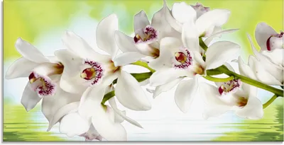 Produktbild von ARTland Glasbild Weiße Orchidee Größe: 100x50 cm