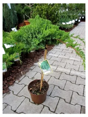 Produktbild von Juniperus procumbens Nana - Japanischer Kriechwacholder Stamm 40 cm