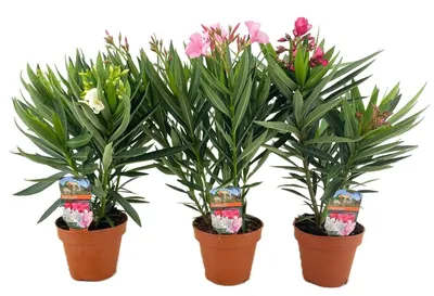 Productafbeelding van JUNAVERA Nerium Oleander gemengde kleuren | Oleander kuipplant | 50 cm hoog | In 14 cm pot | Per stuk