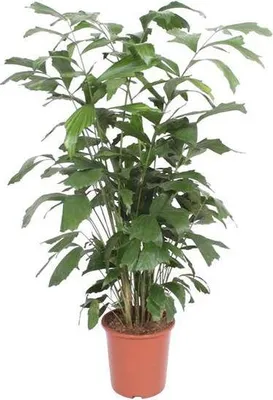 Produktbild von Fischschwanzpalme Caryota Mitis Zimmerpflanze 140cm Ø27cm Exotische Palme Deko