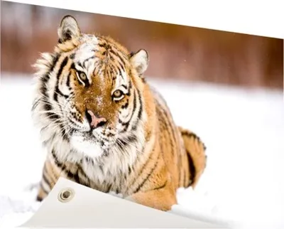 Produktbild von Gartenposter - 60x40 cm - Amurtiger im Schnee  - Modernes Wandbilder - Wilde Tierposter