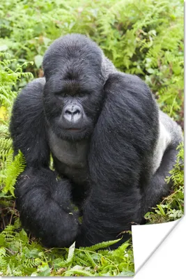 Produktbild von MuchoWow® Poster Ein Gorilla spaziert durch die grünen Blätter 80x120 cm - Papierdruck