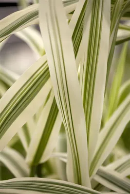 Produktbild von Arundo donax 'Variegata', Riesenschilf, gestreift, ca. 11x11 cm Topf