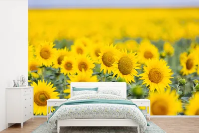 Produktbild von Sonnblumen-Wandtapete Gelb 525 cm x 350 cm