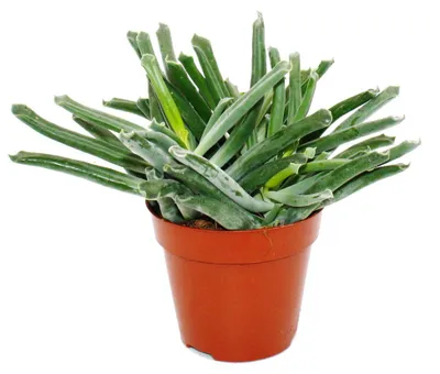 Obrázek produktu pro Cotyledon "Elephants Trunk" - sloní chobot - sukulent - v květináči 12cm