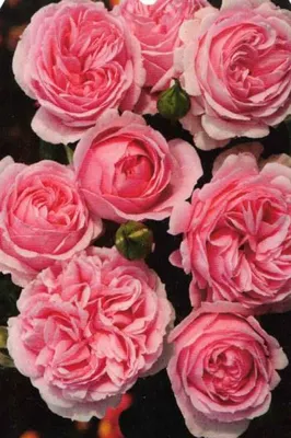 Produktbild von Strauchrose Wellenspiel ® - Duft ++ - Kordes Rosen - Märchen-Rosen ®