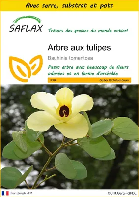 Image de SAFLAX Ensemble de culture - Arbre aux tulipes - 30 graines - Bauhinia