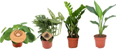 Zdjęcie produktu dla Zestaw roślin domowych - 4 pojemniki na rośliny - Ø12cm - ↕20-40cm - Monstera, Strelitzia, Zamioculcas, Pilea - Zimozielone i łatwe w pielęgnacji - Dekoracja oczyszczająca powietrze