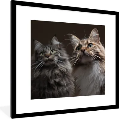 Produktbild von MuchoWow® Gerahmtes Poster Zwei süße Maine Coon Katzen 40x40 cm - Poster mit Schwarzem Bilderrahmen Wandposter Rahmen Foto Bilder - Poster - Plakat im Rahmen