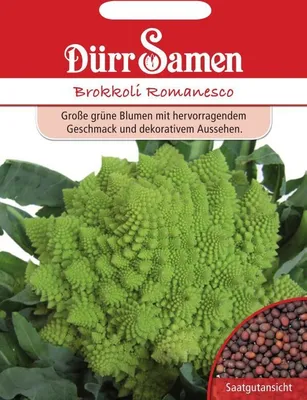 Produktbild von Dürr-Samen - Brokkoli Romanesco - Saatgut - 0516