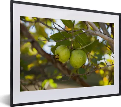 Produktbild von MuchoWow® MuchoWow® Gerahmtes Poster Nahaufnahme von Guavenbaum und Guavenfrucht 40x30 cm - Poster mit zchwarzem Bilderrahmen - Bilderrahmen - Poster im Rahmen