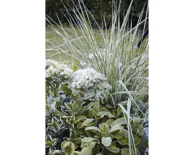 Obrázek produktu pro Třtina ostrokvětá FloraSelf Calamagrostis x acutiflora 'Overdam' květináč 6 l