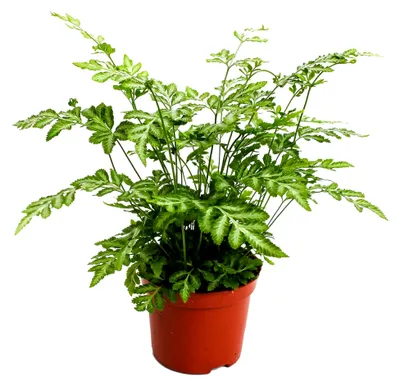 Produktbild von Pteris Evergemiensis Saumfarn Pflanze für Zuhause oder das Büro (25-35 cm im Topf)