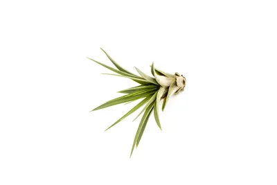 Obrázek produktu pro Gardners Tillandsia Faciculata