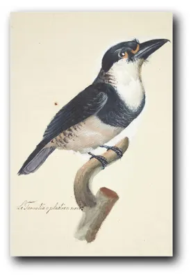 Produktbild von Kunstdruck „Vogel“ von Johan Christian Ernst Walter – 40 x 60 cm – ungerahmt