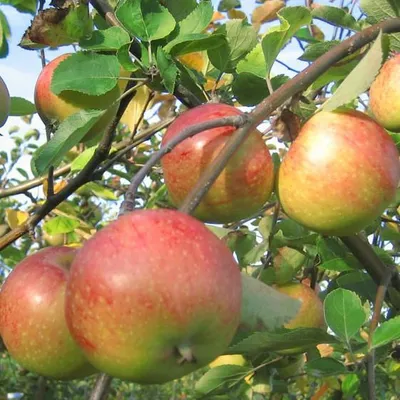 Produktbild von Topaz (R) Winterapfel Buschbaum 5 Liter M9